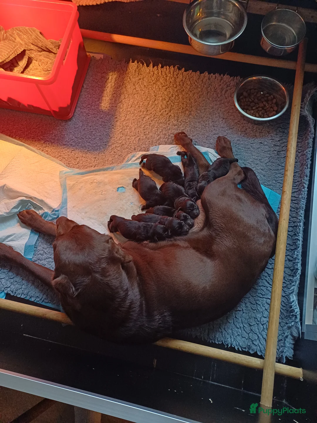 Labrador Retriever honden te koop: Labrador puppy's zwart - Advertentie 1