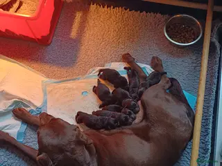 Labrador Retriever honden Labrador puppy's zwart - Advertentie 13