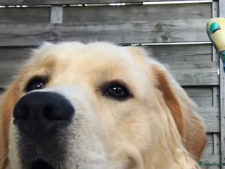 Kruising honden Herplaatsing Golden Retriever/Reu - Advertentie 1