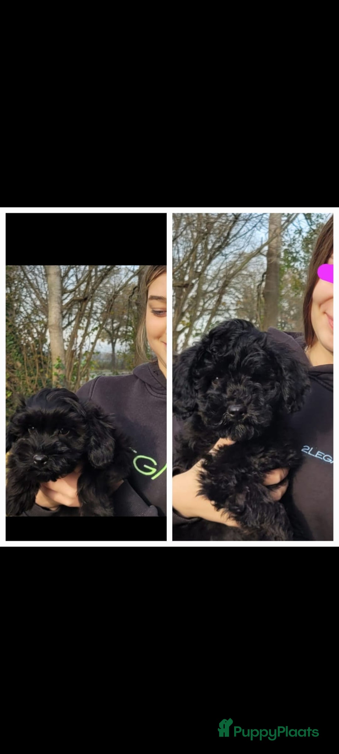 Kruising honden te koop: supergave mini tot middelgrote DOODLE PUPS - Advertentie 14