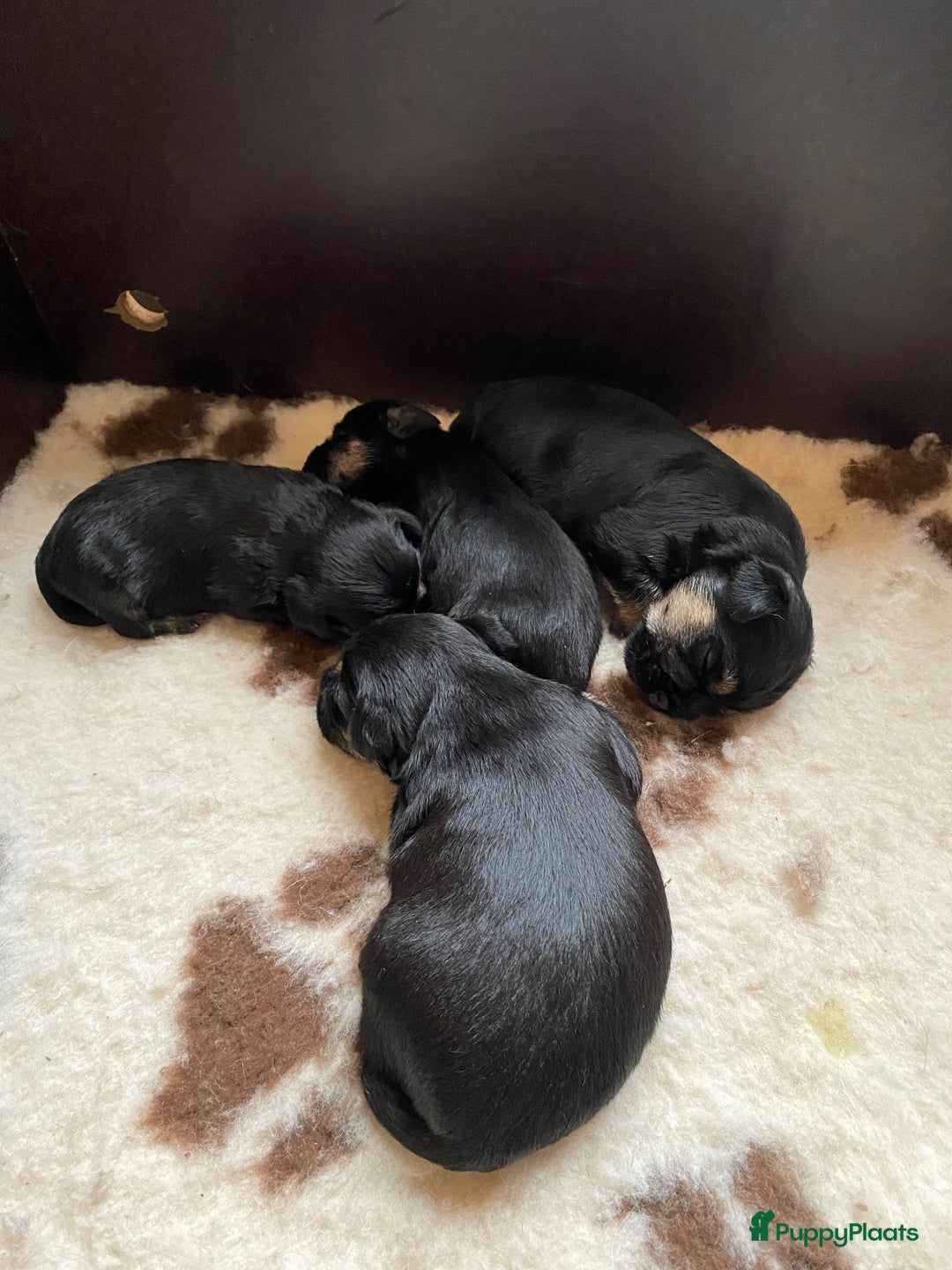 Border Terriër honden te koop: Border Terriër pups te koop - Afbeelding 5
