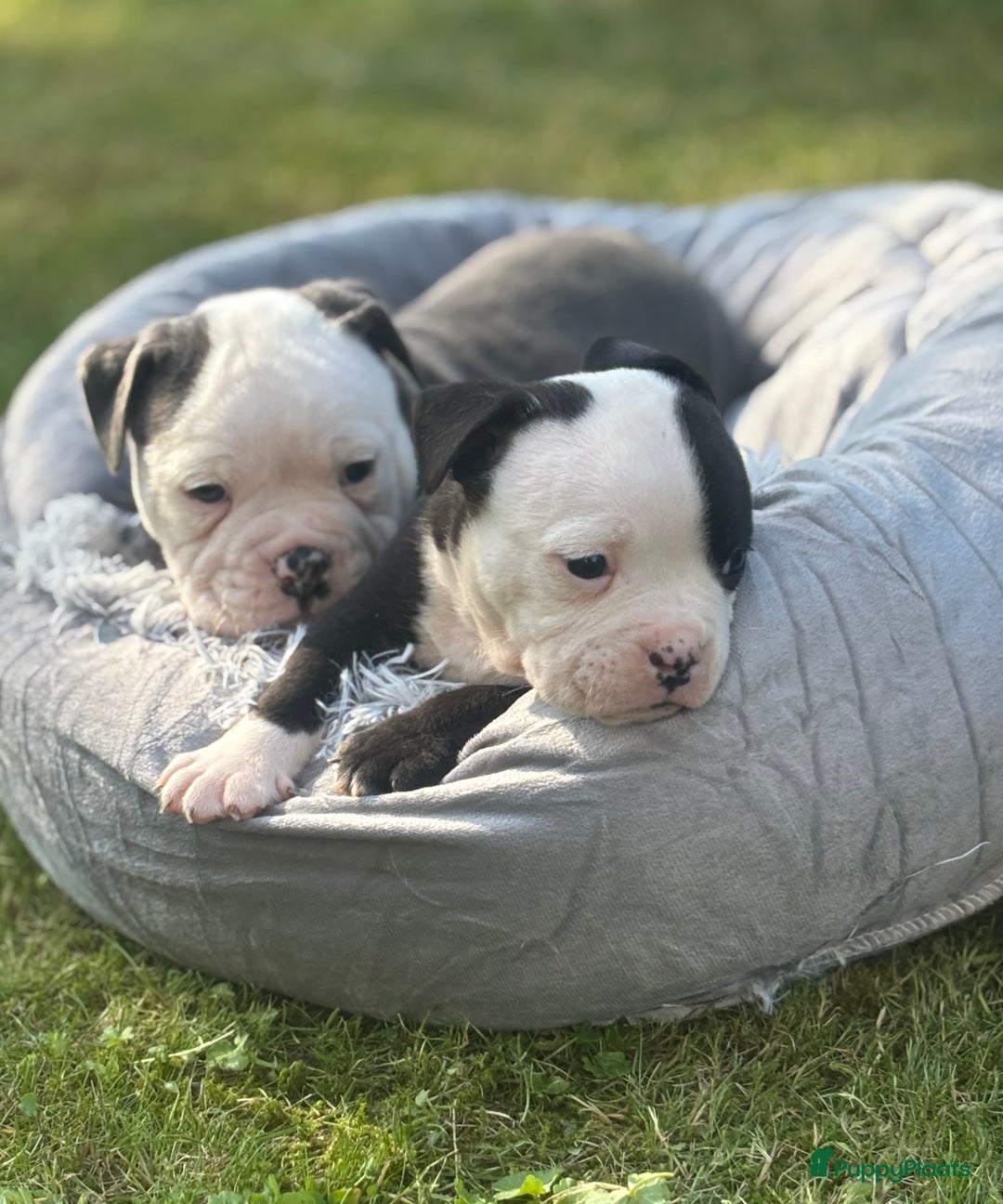 Old English Bulldog honden te koop: Old english Bulldog pups uit geteste ouders - Afbeelding 13