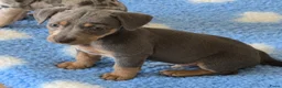 Jack Russel Terriër honden te koop: Blue tan teefje - Advertentie 2