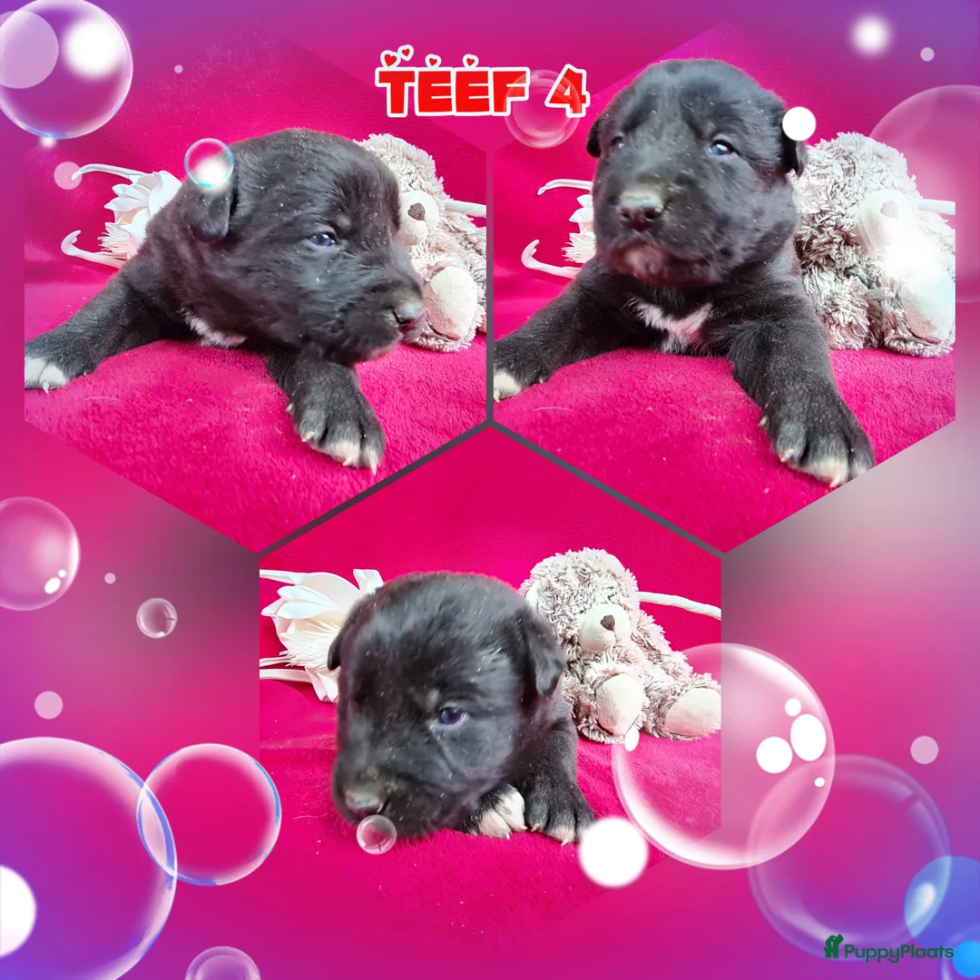 Kruising honden te koop: Uniek Borador pups van Stamboomouders F1 - Advertentie 9