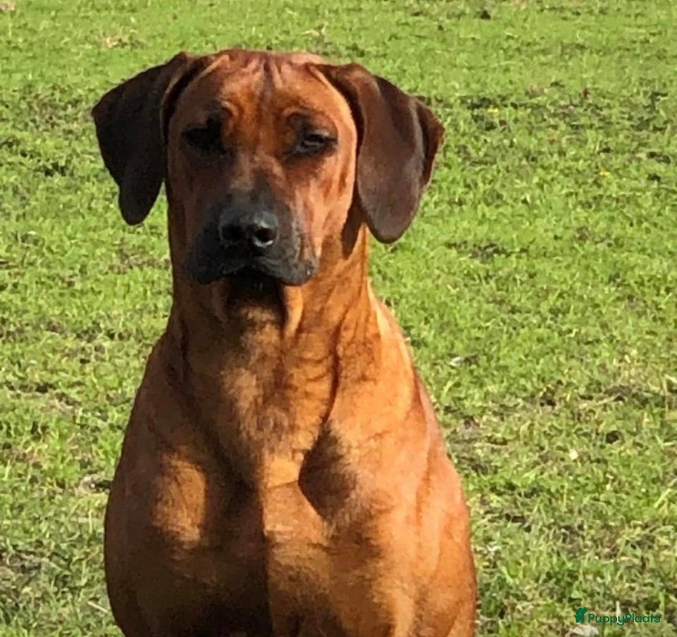 Rhodesian Ridgeback honden Rhodesian ridgeback pups verwacht eind juli - Advertentie 1