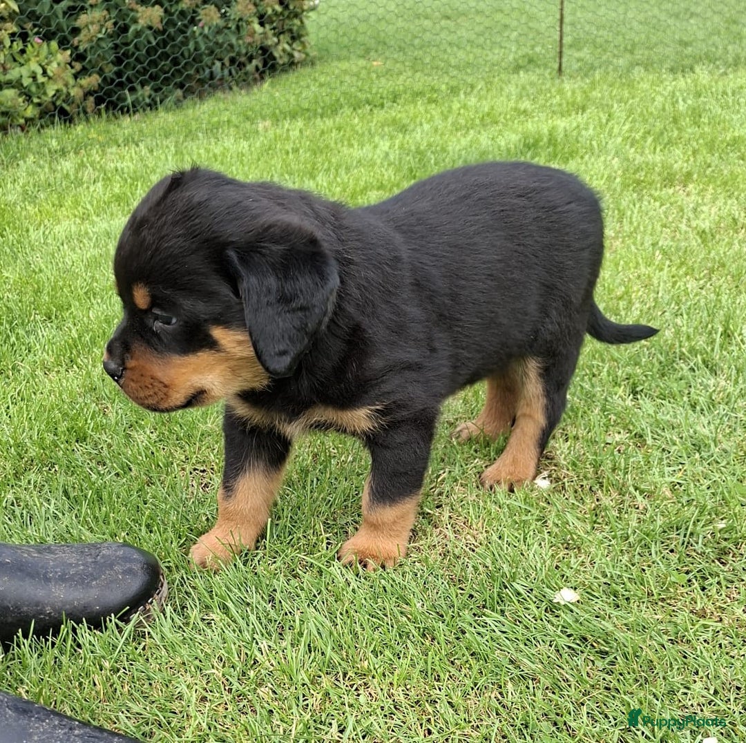 Rottweiler honden te koop: Raszuivere rottweiler pups te koop  - Afbeelding 16
