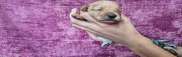 Cockapoo honden te koop: Cockapoo pupjes kleine maat - Advertentie 29