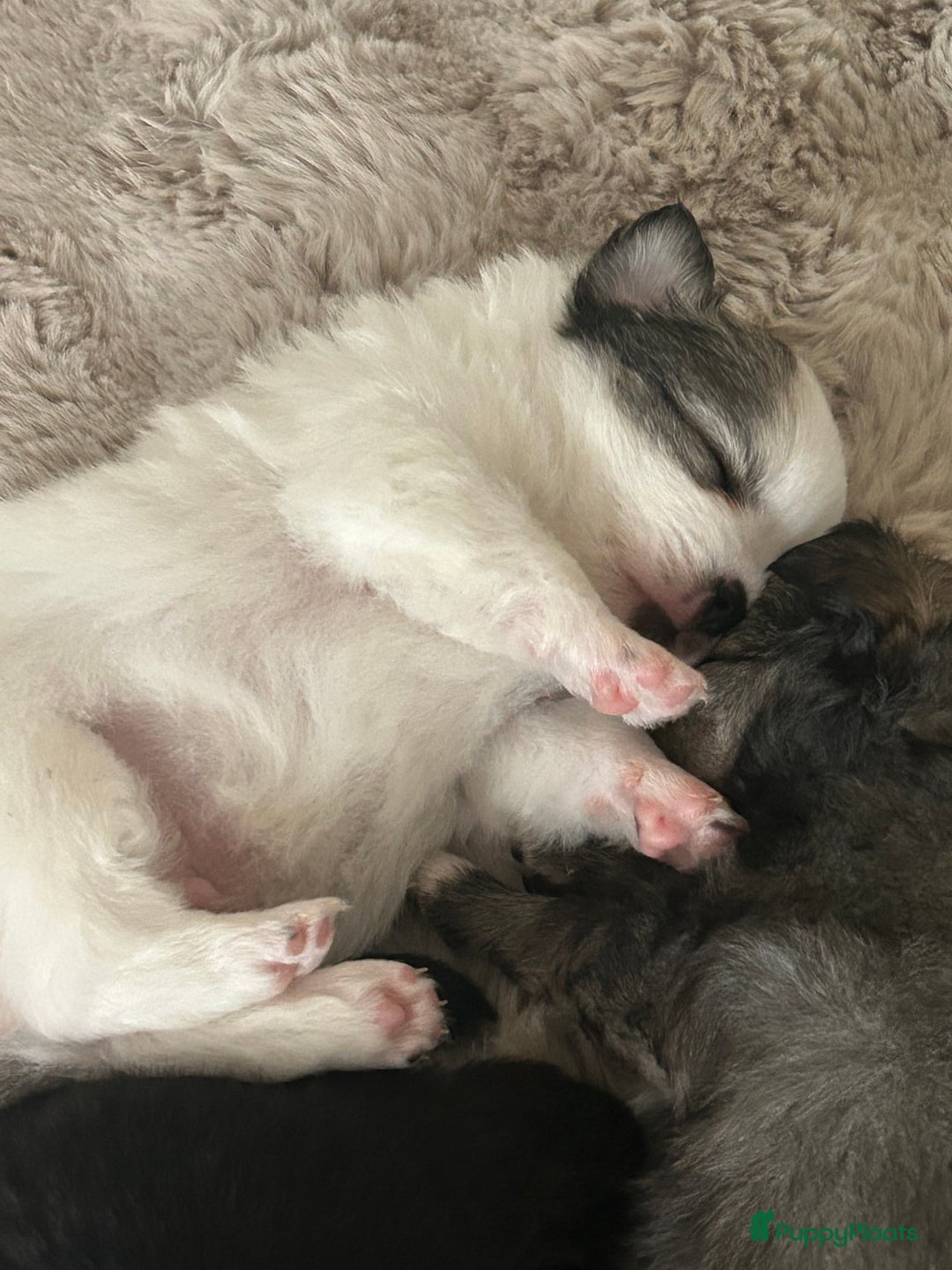 Pomchi honden te koop: Pomchi reutje - Advertentie 16