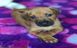 Rhodesian Ridgeback honden te koop: Prachtige en perfecte Rhodesian Ridgeback pups in Oosterbeek - Afbeelding 18