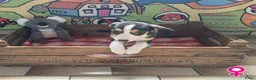 Boerenfox honden te koop: mooie 100% Boerenfox pups - Advertentie 7