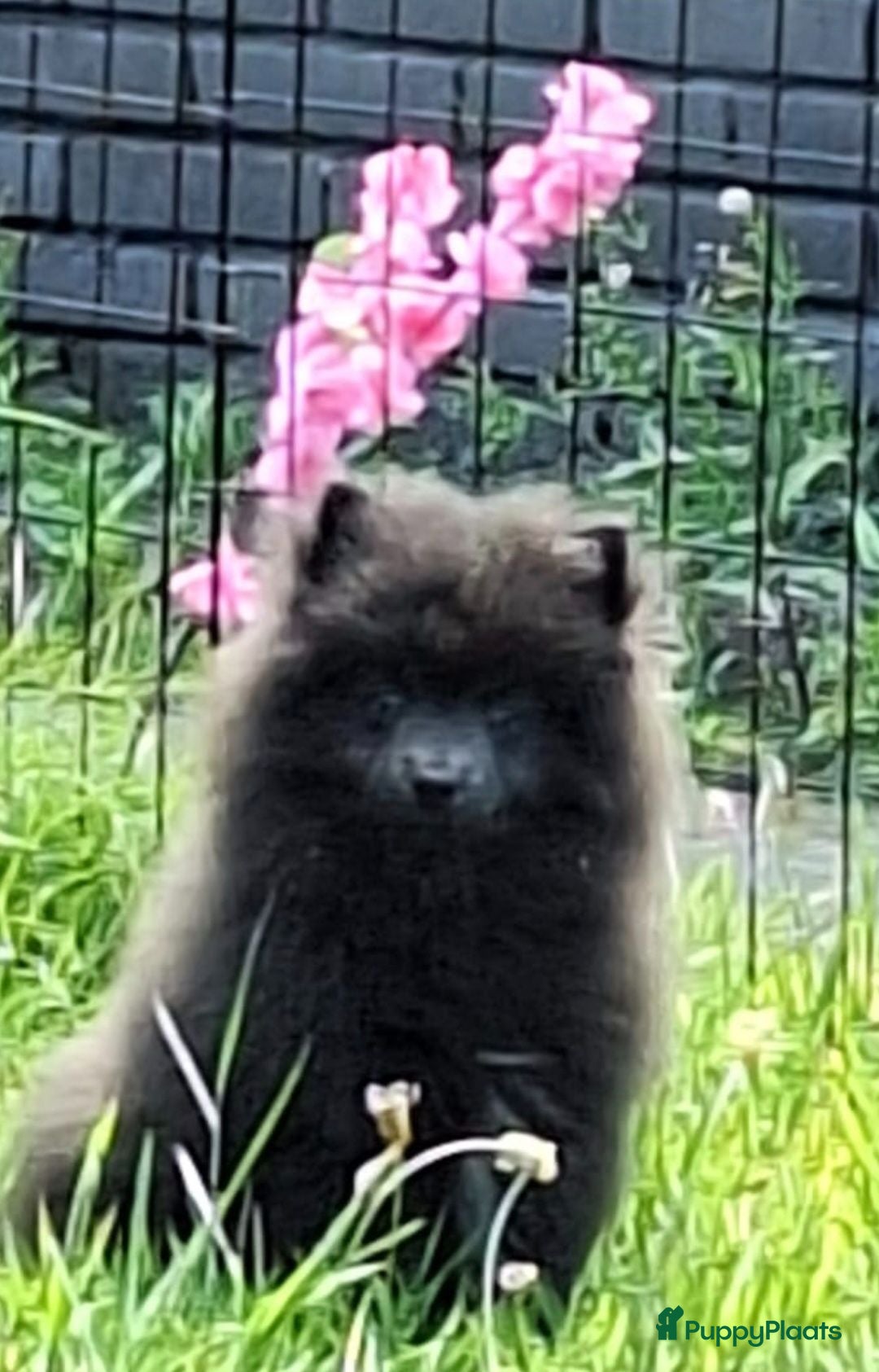 Pomeriaan honden te koop: Laatate : kort blauwe pomeriaan reutje - Advertentie 1