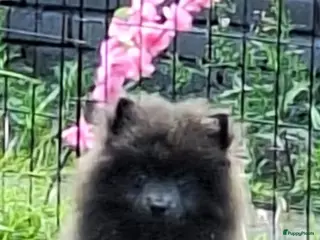 Pomeriaan honden Laatate : kort blauwe pomeriaan reutje - Advertentie 9