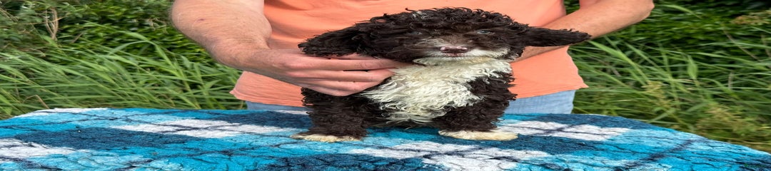 Spaanse Waterhond Puppy 3