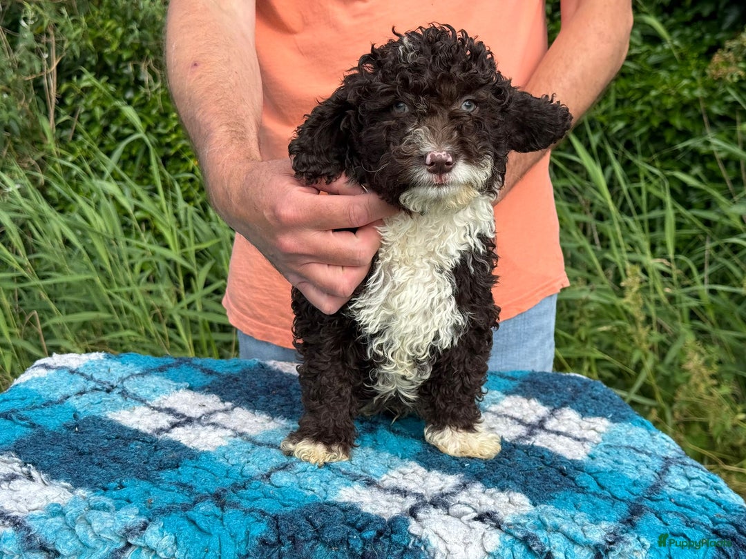 Spaanse Waterhond honden te koop: Spaanse Waterhond pups - Afbeelding 37