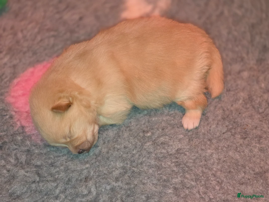 Pomeriaan honden te koop: 🐾 Pomeriaan pup 🐾 - Advertentie 8