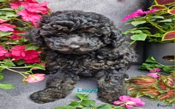 Dwergpoedel honden te koop: 1 teefje en 3 reutjes te koop  - Afbeelding 1