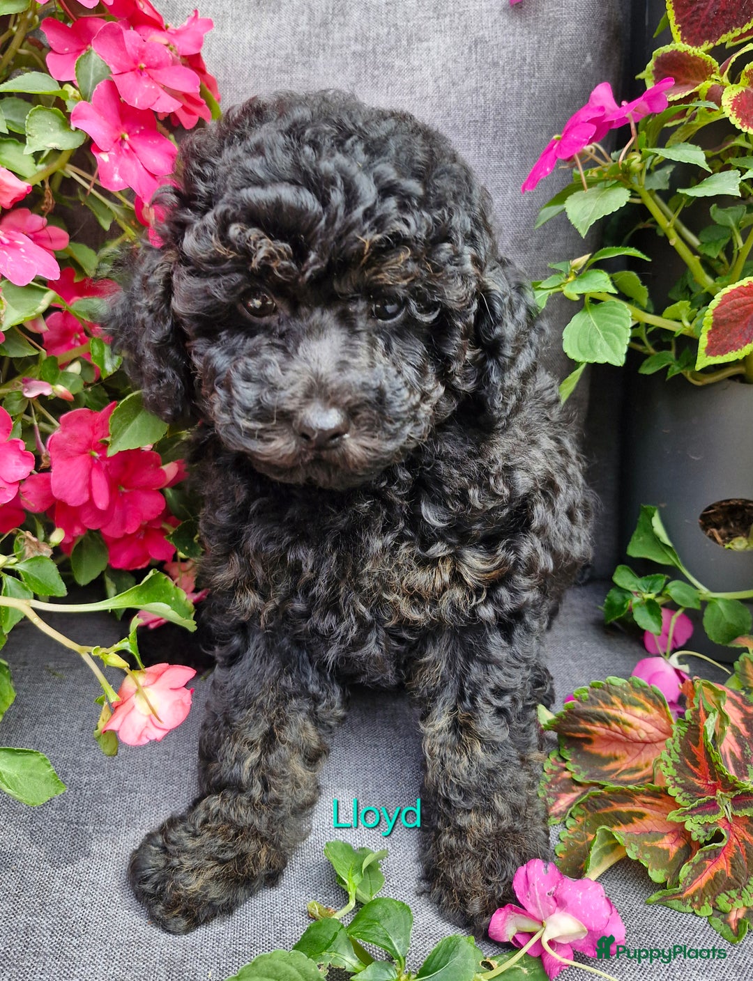 Dwergpoedel honden te koop: 1 teefje en 3 reutjes te koop  - Afbeelding 1