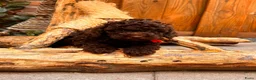Kruising honden te koop: 2 prachtige La Poodle/ Doodle pups  - Advertentie 5