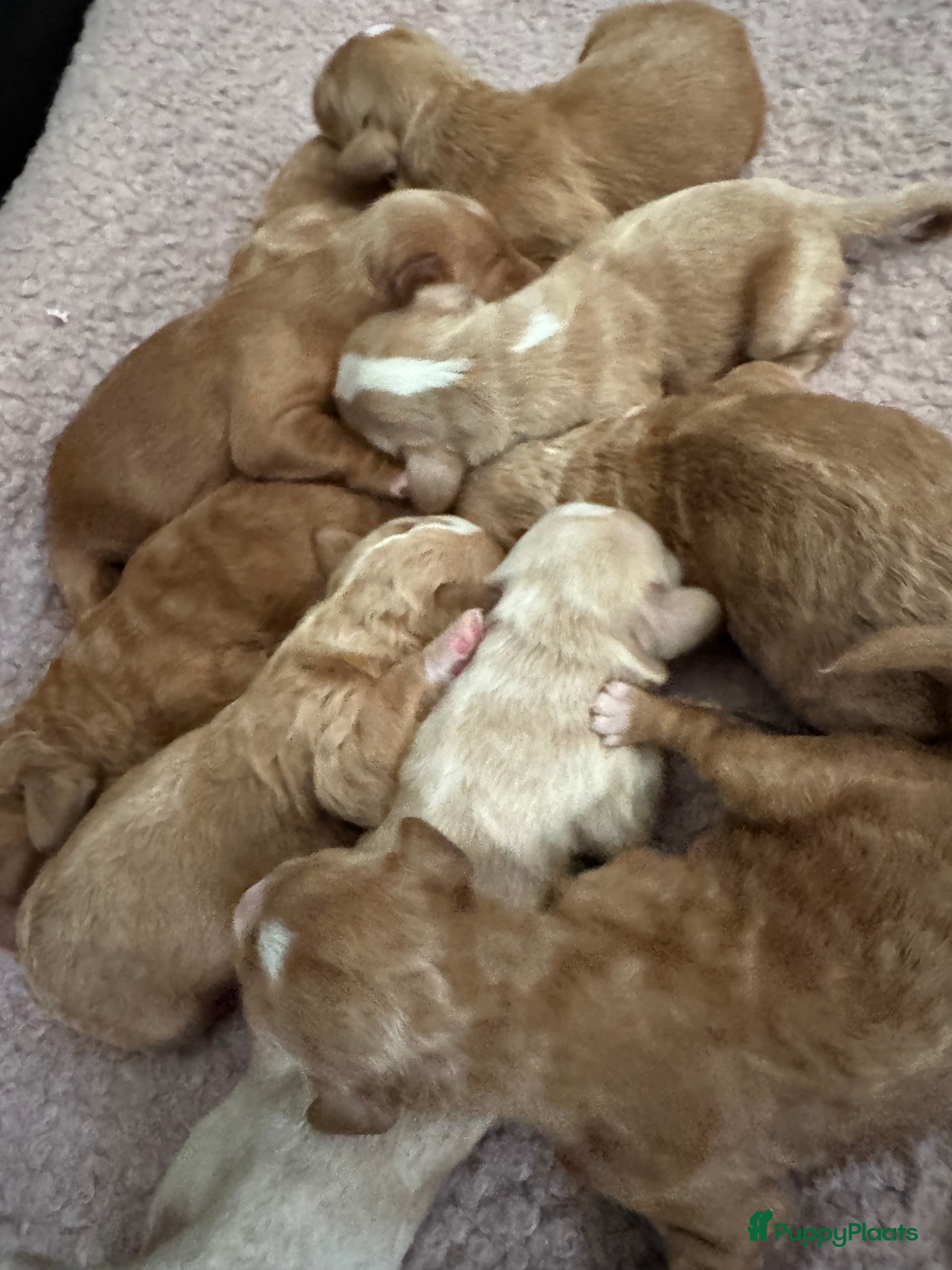 Australian Labradoodle honden Australian labradoodles met afstammingsbewijs! - Advertentie 3