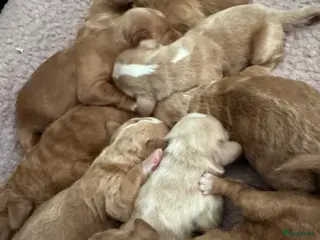 Australian Labradoodle honden Australian labradoodles met afstammingsbewijs! - Advertentie 3