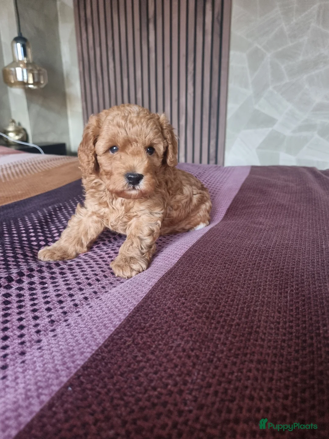 Poedel Toy honden te koop: Toy poedel - Advertentie 2