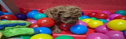 Cockapoo honden te koop: Cockapoo pupjes uit geteste ouders - Advertentie 11