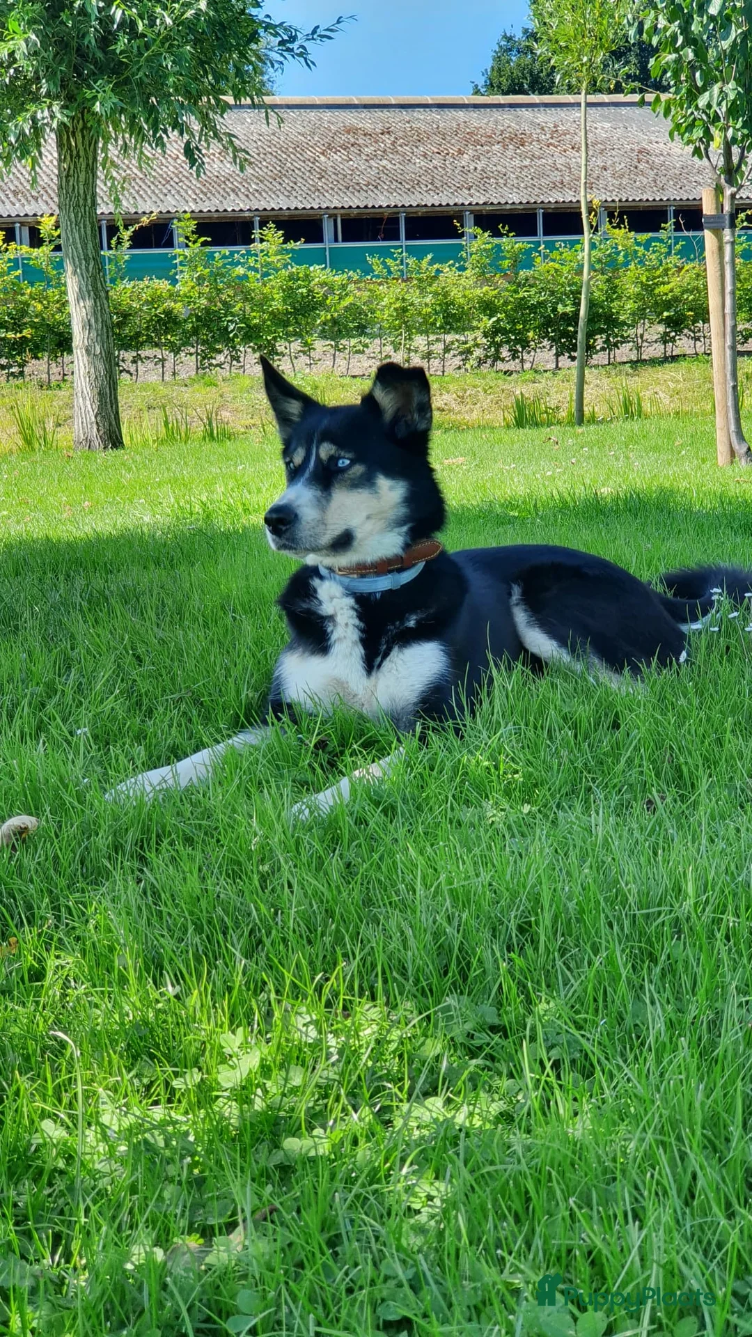 Berner Sennenhond honden te koop: Bernersennen pups  - Advertentie 13