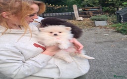 Pomeriaan honden te koop: 6(nog 2)Prachtig gekleurde kleine Pommeriaantjes!  - Advertentie 10