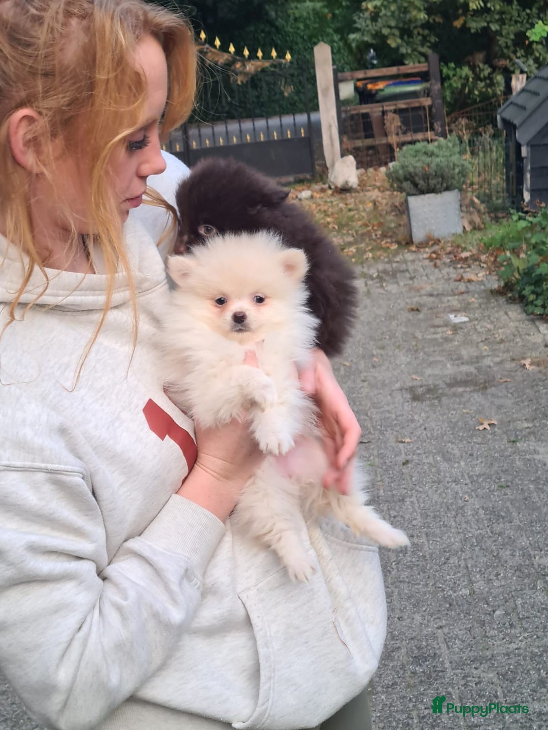 Pomeriaan honden te koop: 6(nog 2)Prachtig gekleurde kleine Pommeriaantjes!  - Advertentie 10