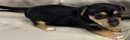 Jack Russel Terriër honden te koop: Jack russel pups zoeken liefdevolle thuis in Sas van Gent - Advertentie 7