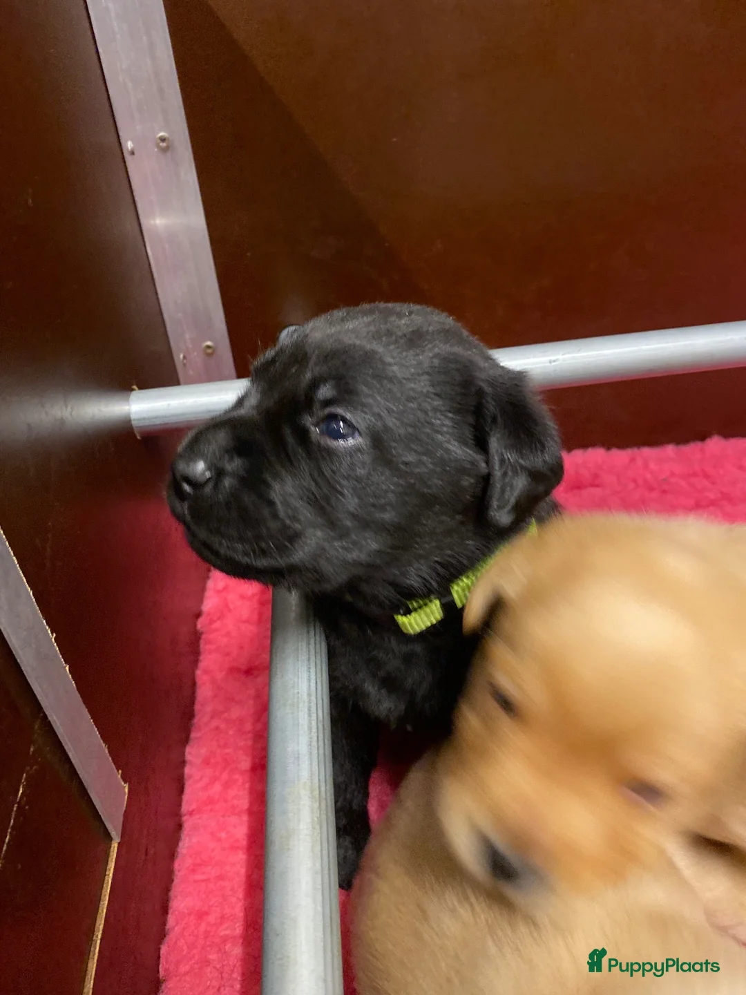 Labrador Retriever honden te koop: Prachtige super lieve zwarte labrador reu - Advertentie 2