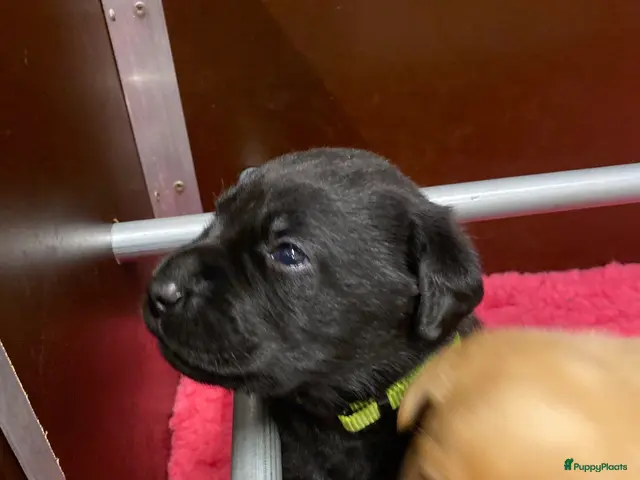 Labrador Retriever honden te koop: Prachtige super lieve zwarte labrador reu - Advertentie 2