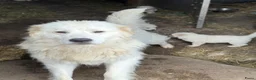 Berghond van de Maremmen en Abruzzen honden te koop: Super lieve en mooie puppies Erf/Vee/Gezindshond in Weerselo - Advertentie 7