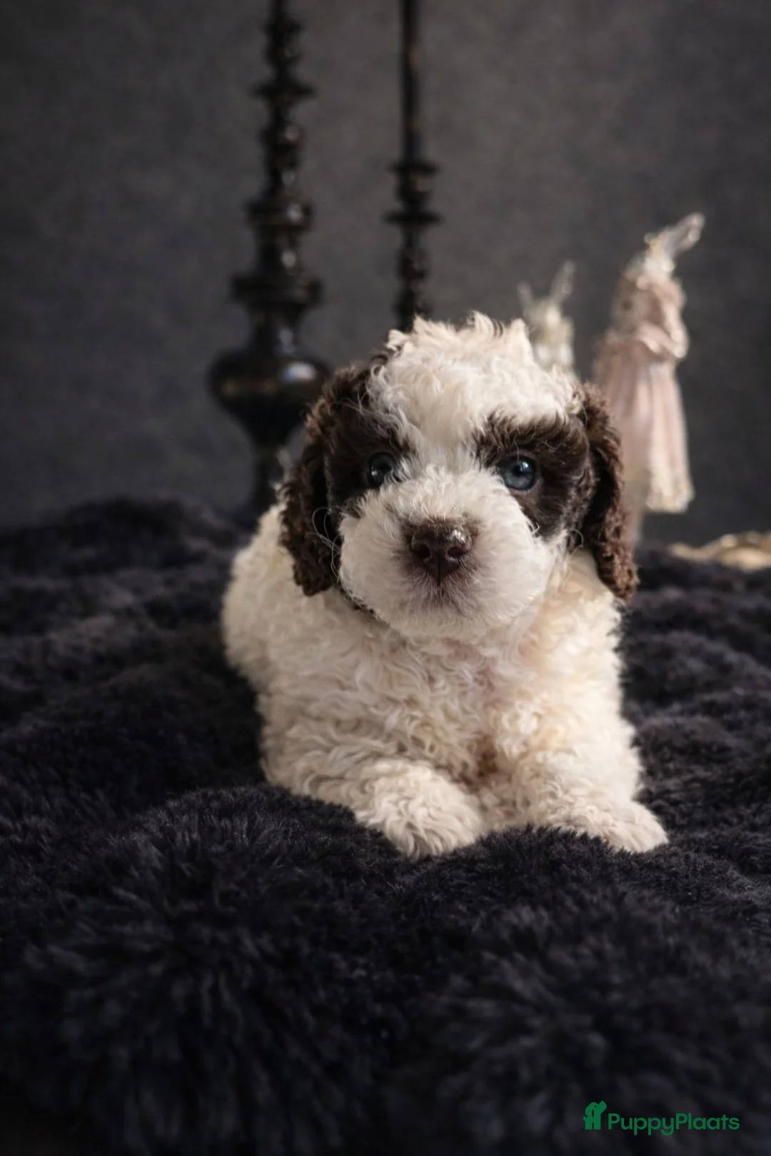 Maltipoo honden te koop: Maltipoo pups - Advertentie 2