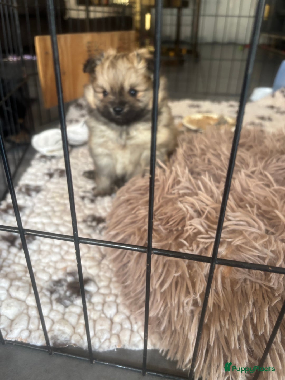 Pomeriaan honden te koop: Pomeranian /pomeriaan pups - Afbeelding 2