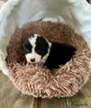 Australian Shepherd Puppy 9