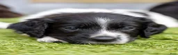 Kruising honden te koop: Geweldig nestje Heidewachtel x Friese stabij pups - Advertentie 6