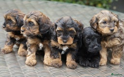 Maltipoo honden ter dekking: Dekreutje maltipoo, sjefke niet te koop. - Advertentie 10