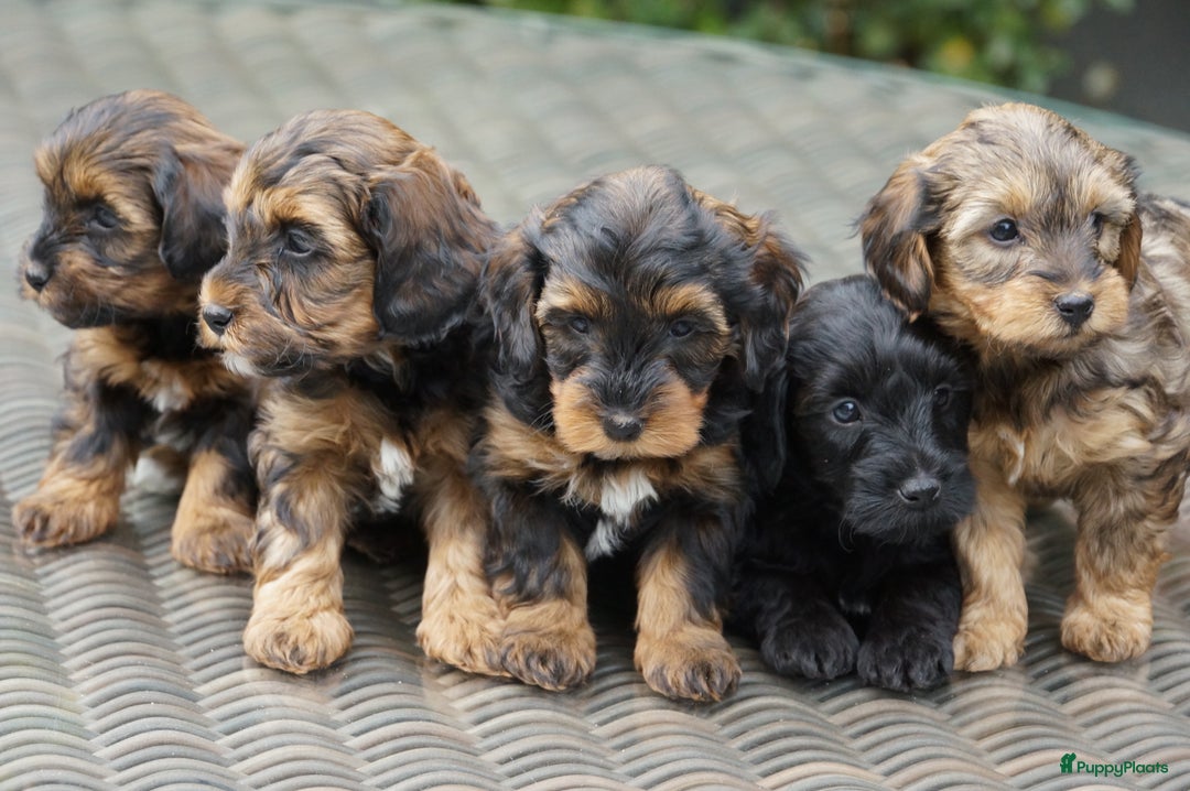 Maltipoo honden ter dekking: Dekreutje maltipoo, sjefke niet te koop. - Advertentie 10
