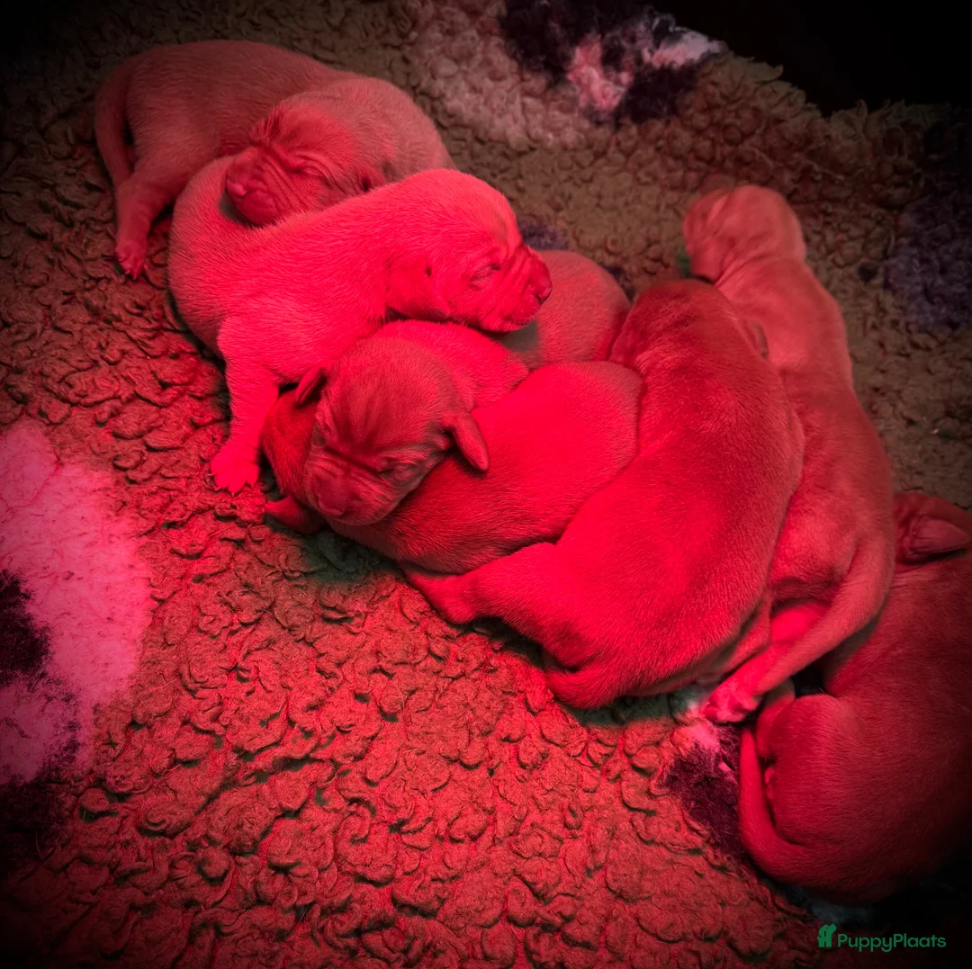 Vizsla korthaar honden te koop: Mooie vizsla pups met stamboom in Winterswijk Miste - Advertentie 2