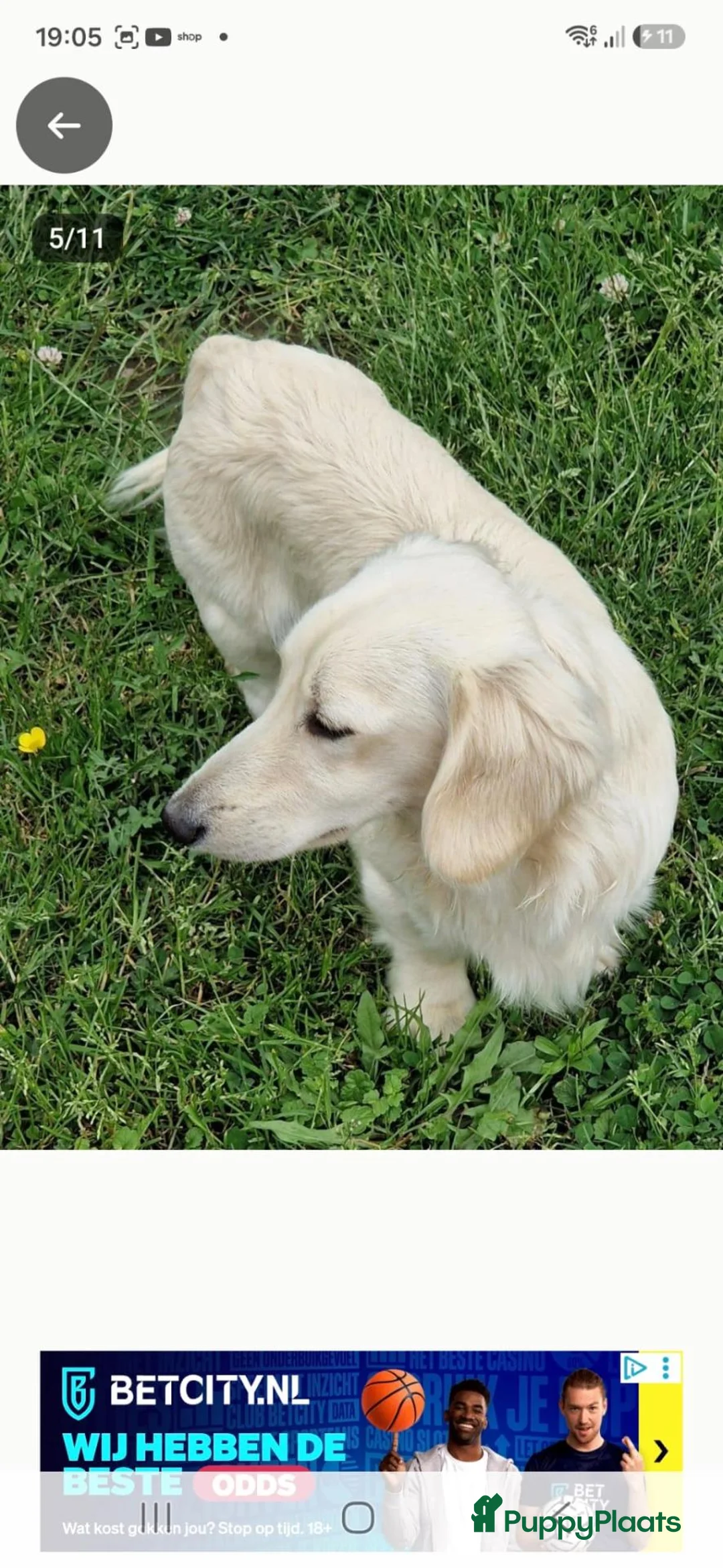 Teckel (langhaar) honden te koop: Prachtige langhaar teckel pups - Advertentie 9