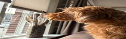 Cockapoo honden te koop: Cockapoo pups in Wanroij - Advertentie 15
