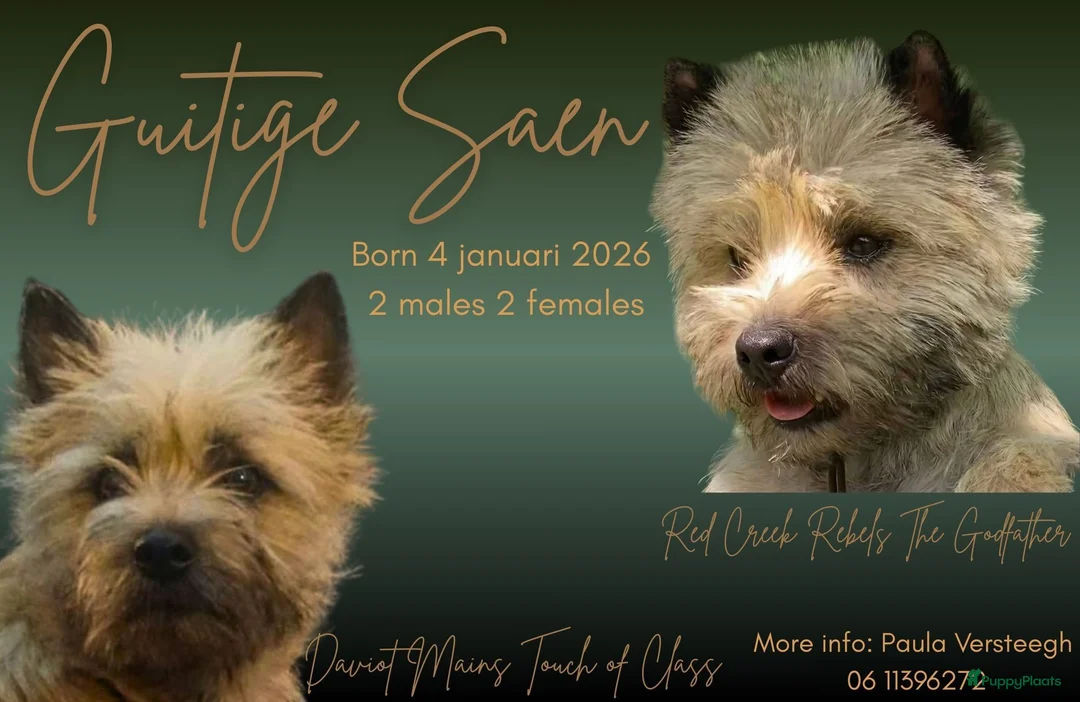 Cairn Terriër honden te koop: 2 mooie blonde cairn terrier reutjes - Advertentie 2