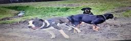 Kruising honden te koop: Rottweiler x RottweilerxBullyXL - Advertentie 20