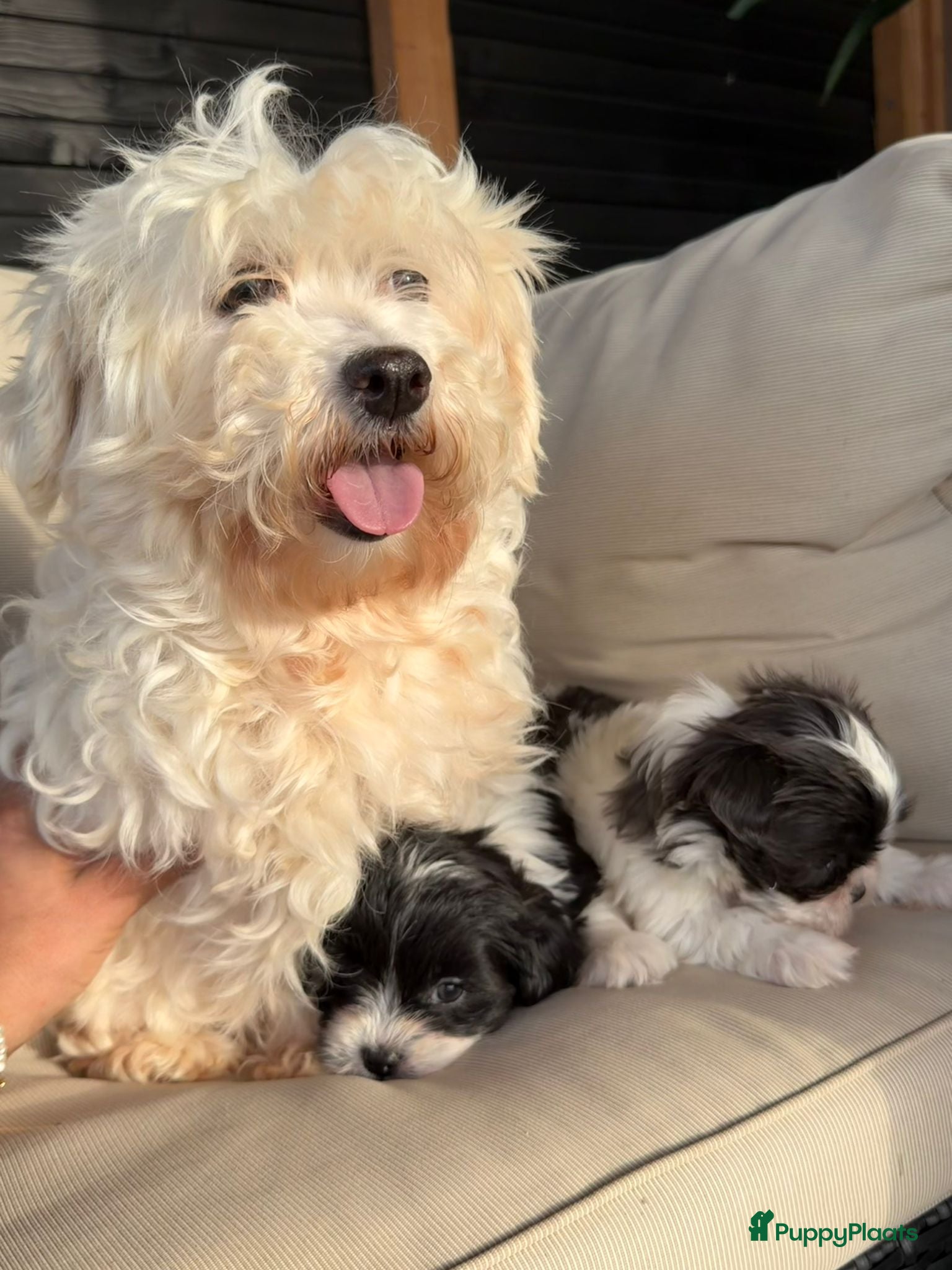 Kruising honden Prachtige boomer pups  - Advertentie 5