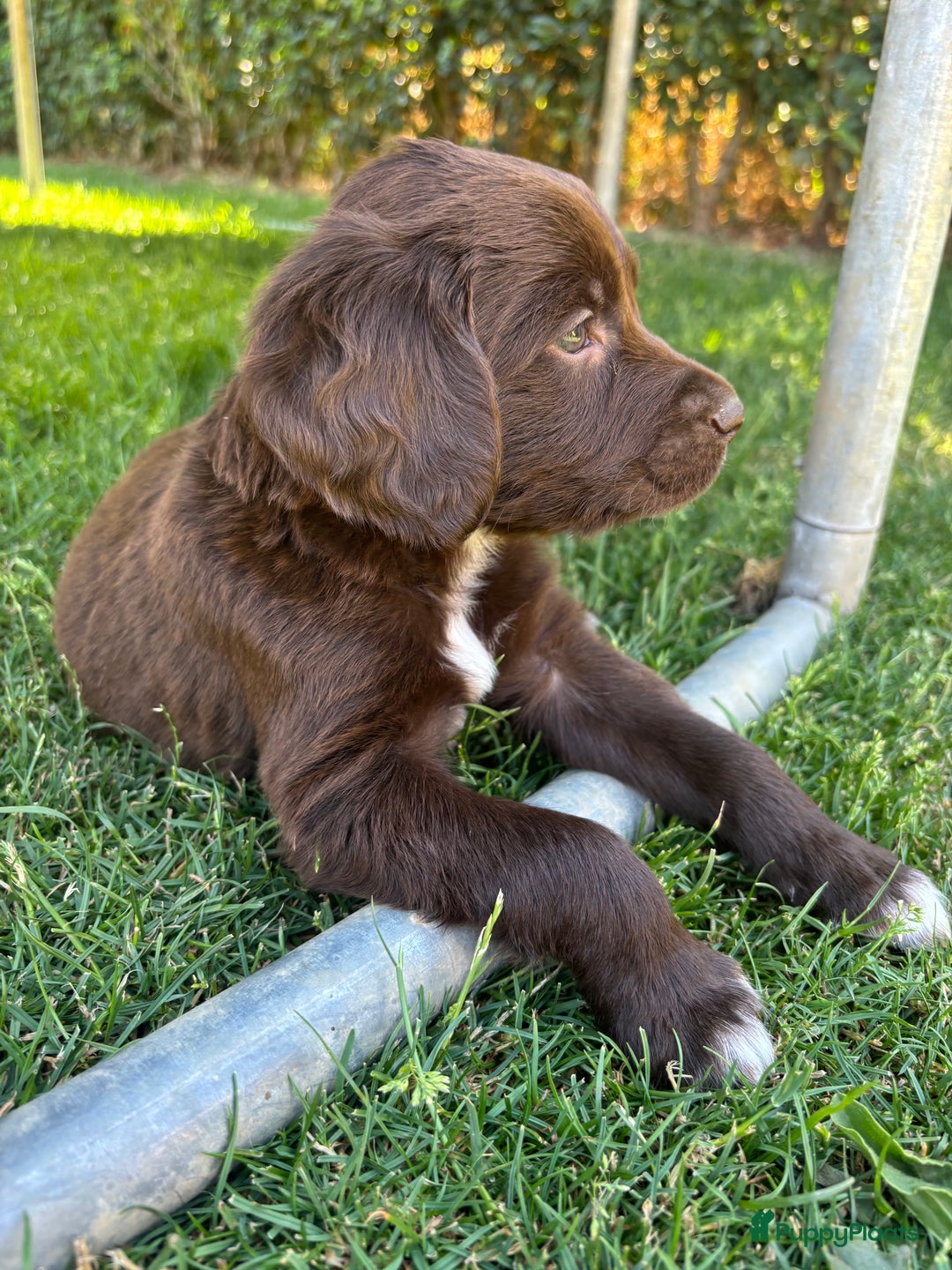 Duitse Staande Hond Langhaar honden te koop: Duitse staande langhaar pups  in Maastricht - Afbeelding 26