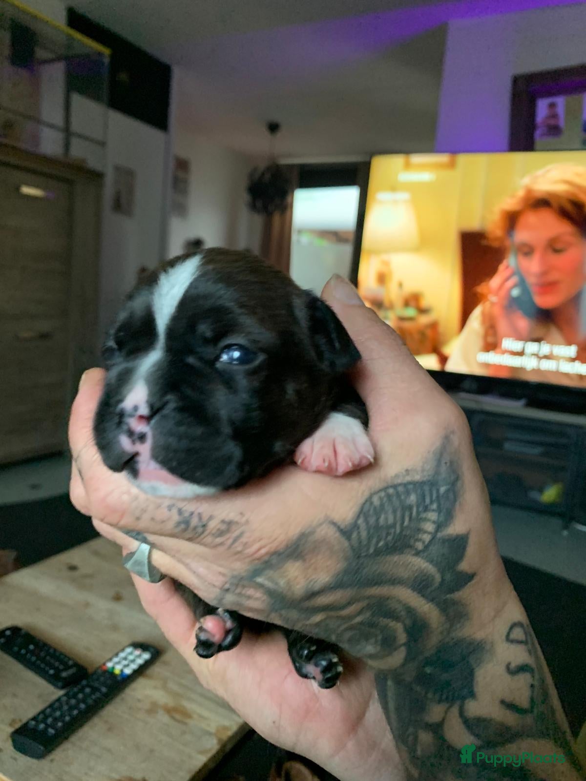 Kruising honden te koop: Mooie kruising fransebull / Americanbull - Advertentie 3