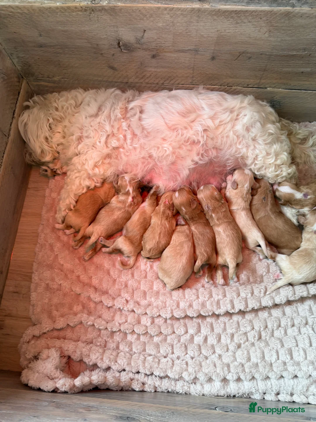 Maltipoo honden te koop: MALTIPOO PUPS🩷🩵 - Advertentie 2