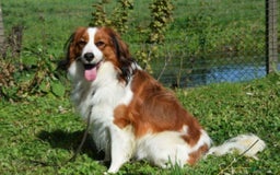 Kooikerhondje honden te koop: Kooiker pups  - Afbeelding 8
