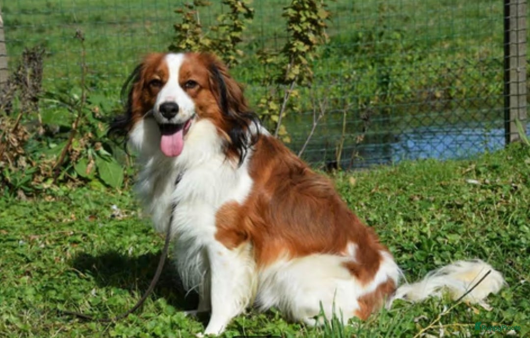 Kooikerhondje honden te koop: Kooiker pups  - Afbeelding 8